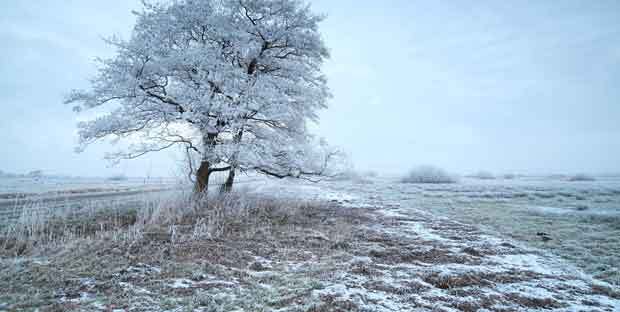 Winter mit Windhunden