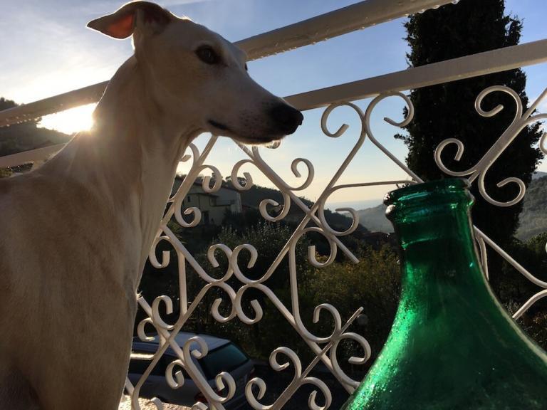 Augen auf bei der Ernährung von Windhund & Podenco.