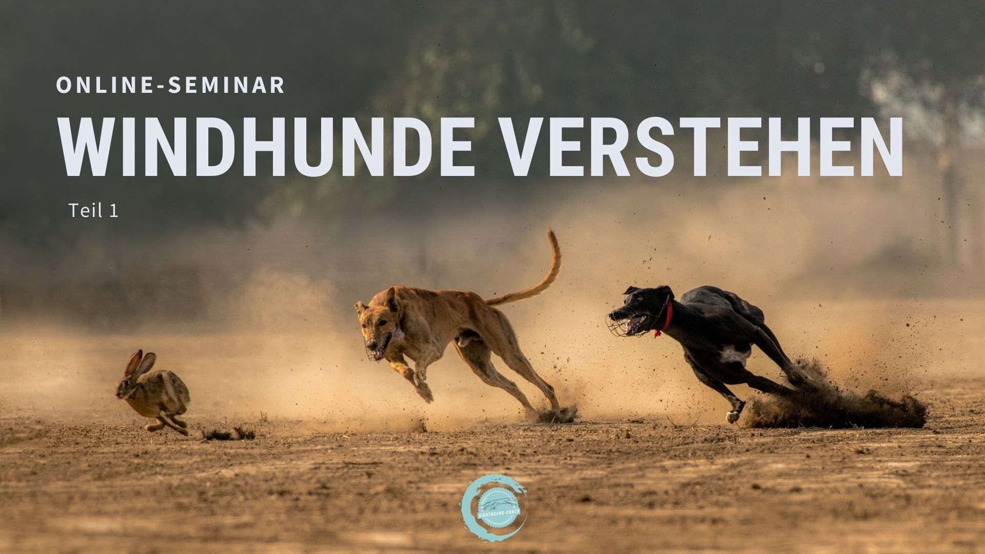 “Windhunde verstehen” Teil 1