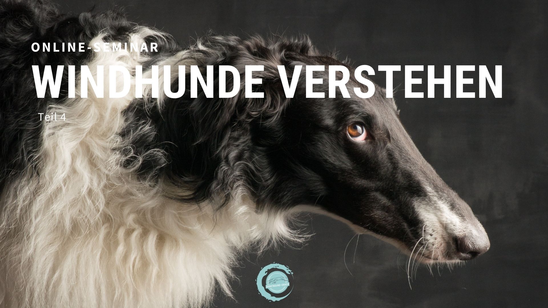 Live-Webinar “Windhunde verstehen” Teil 4