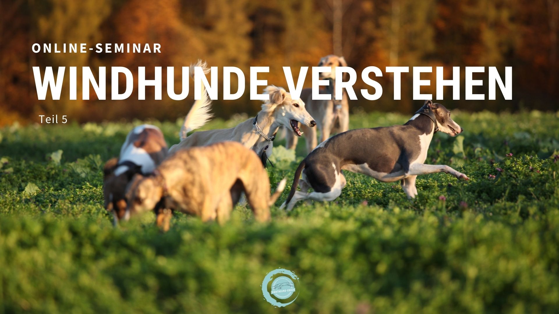 “Windhunde verstehen” Teil 5