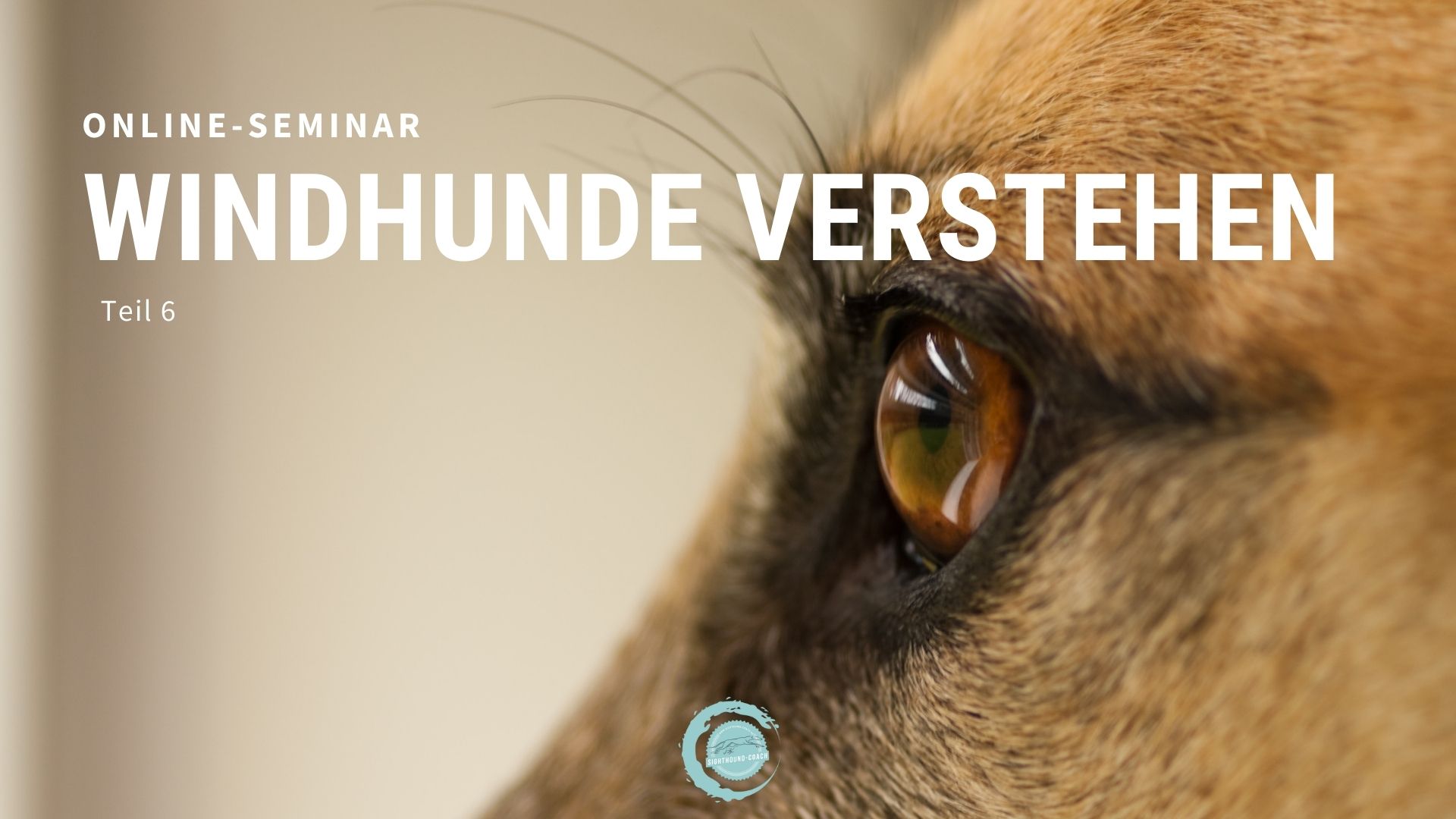 “Windhunde verstehen” Teil 6