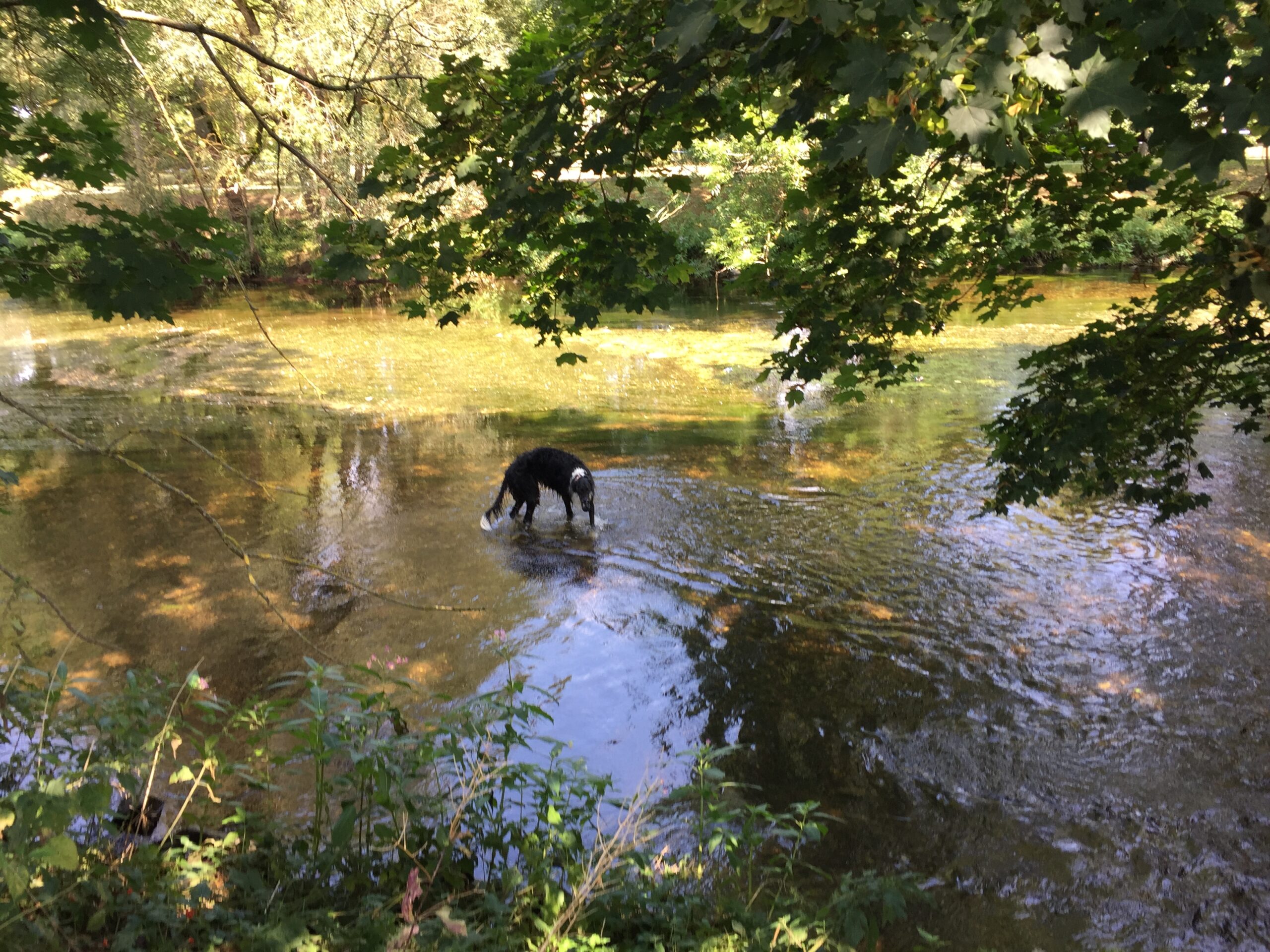 Kulturerbe oder doch nur ein ganz normaler Hund?