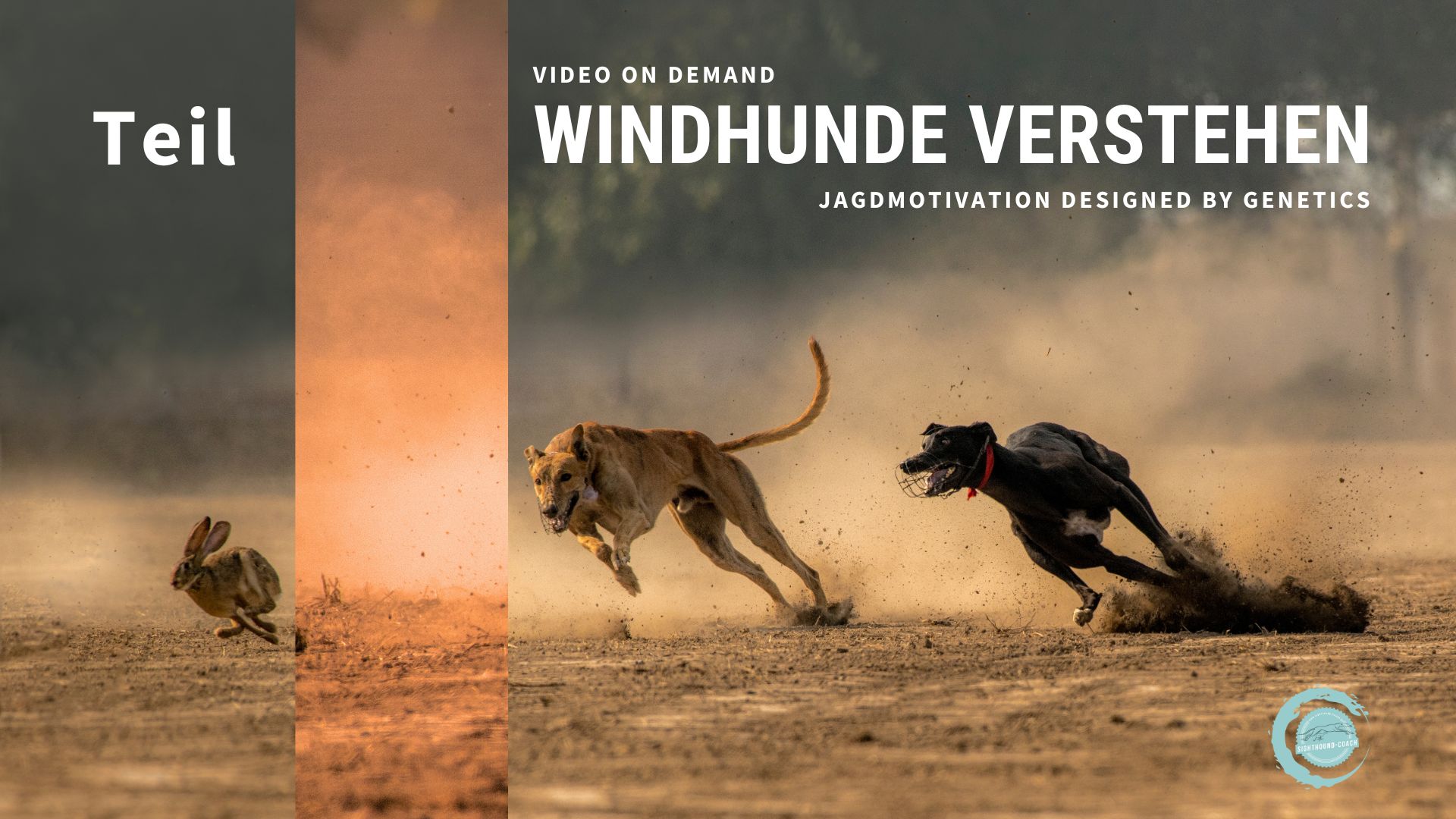 Windhunde verstehen – Teil 1