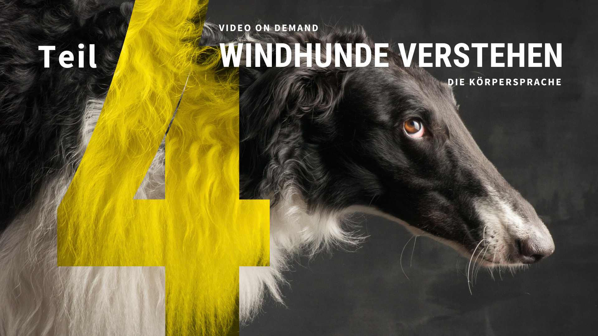 WINDHUNDE VERSTEHEN – TEIL 4