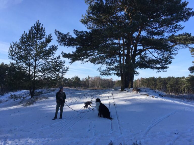 Train & Walk mit Windhunden