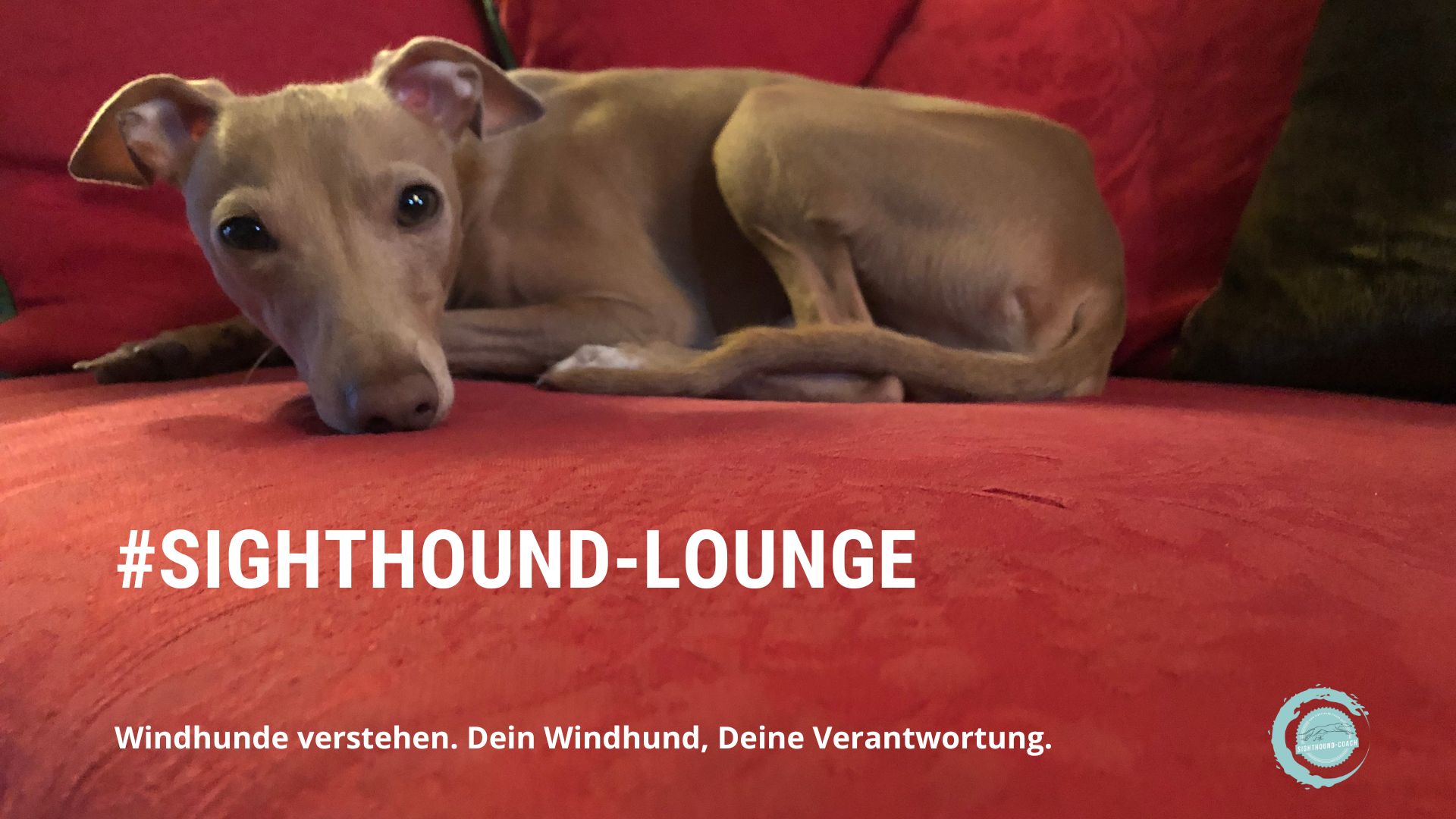 Sighthound-Lounge 2024