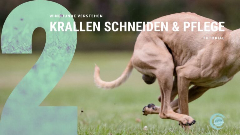 Tutorial 2: Krallen schneiden beim Windhund.