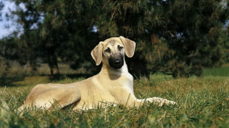 Sloughi. Die stummen Signale im Dialog mit dem Windhund.