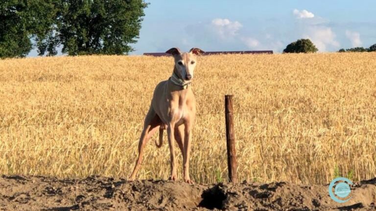 Verzögerte postoperative Blutungen: Ein verborgenes Risiko bei Windhunden