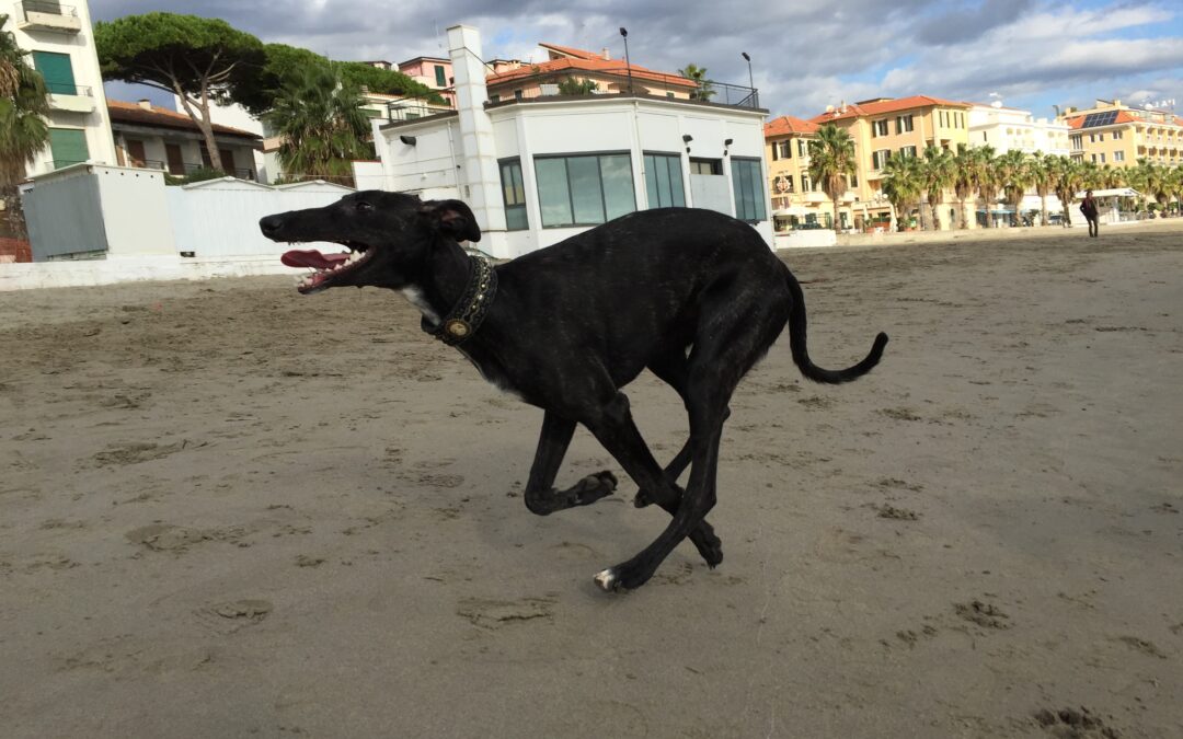 GPS-Tracker für Windhunde: Pro & Contra