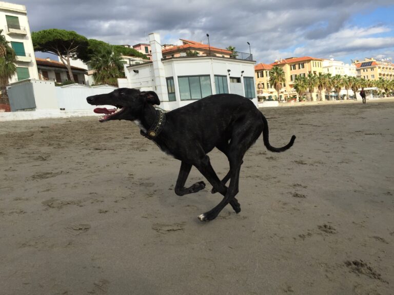 Leto rennt am Strand. Featured Image zum Beitrag GPS-Tracker