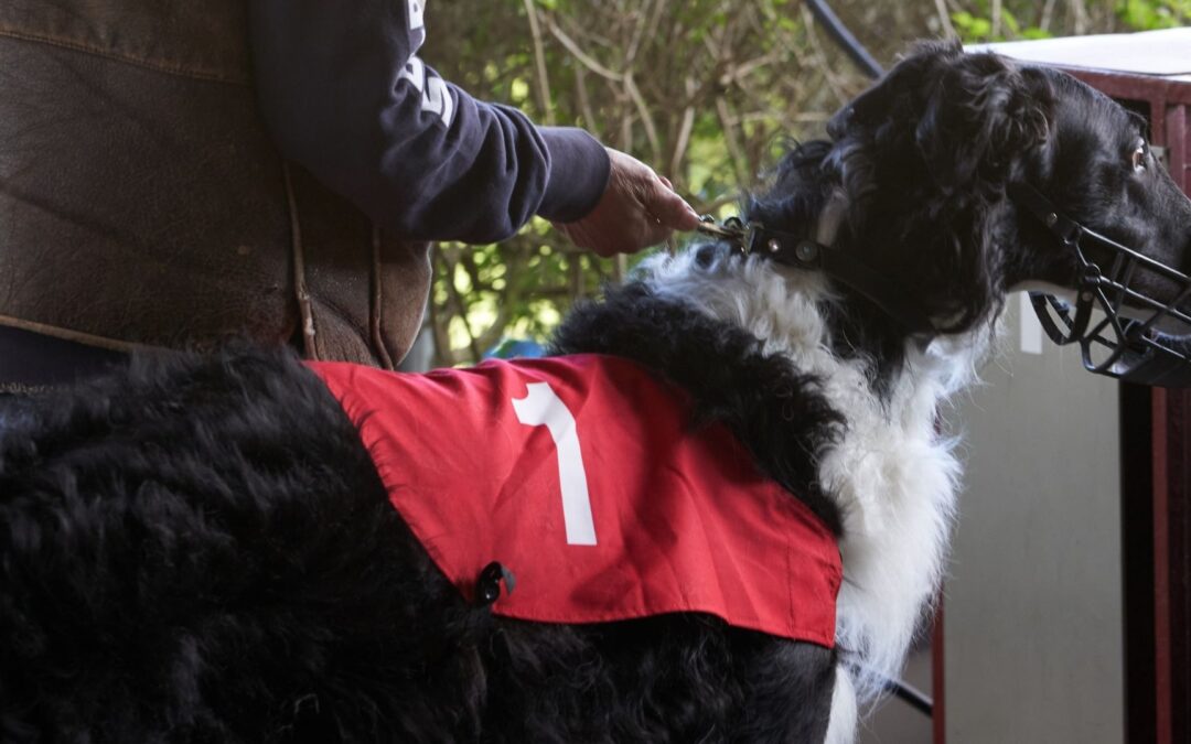 Sportwindhunde abtrainieren – Gesundheitsrisiko plötzlicher Veränderungen