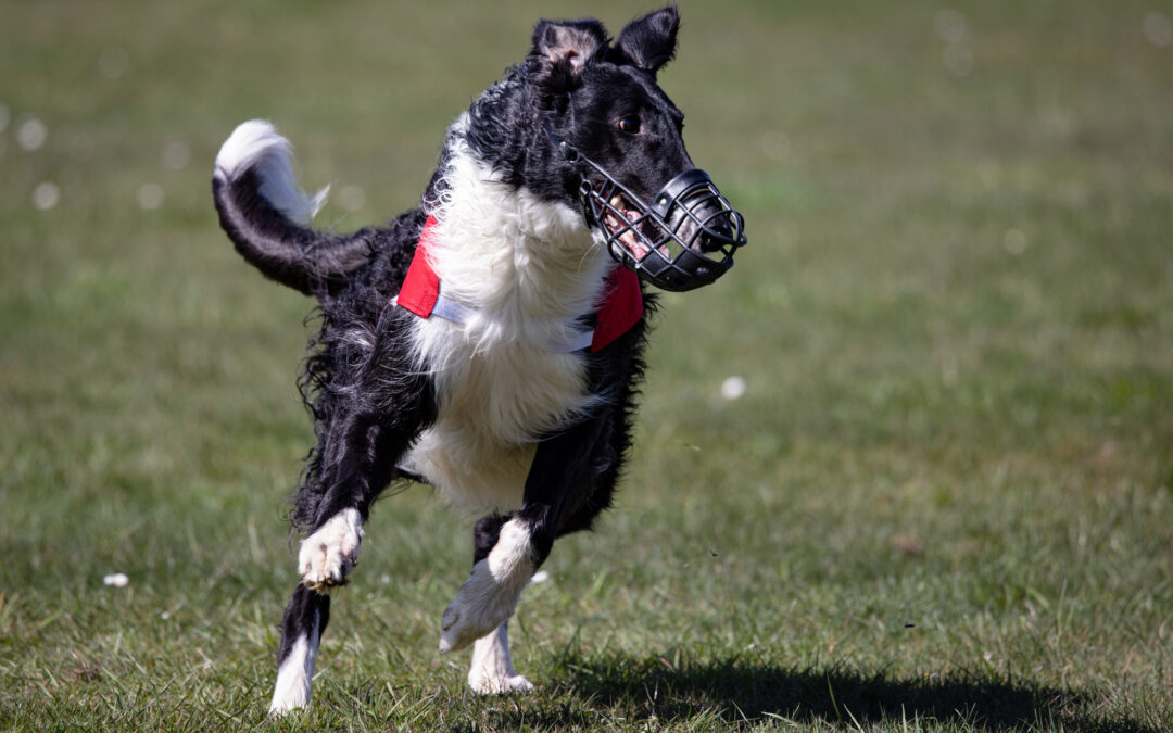 Fütterung, Beschäftigung und Selbstmordprävention: Wenn Dein Windhund zur Ruhe gezwungen wird