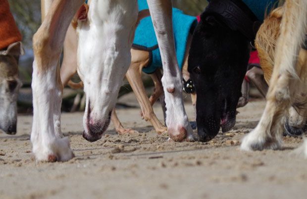 Corns bei Windhunden