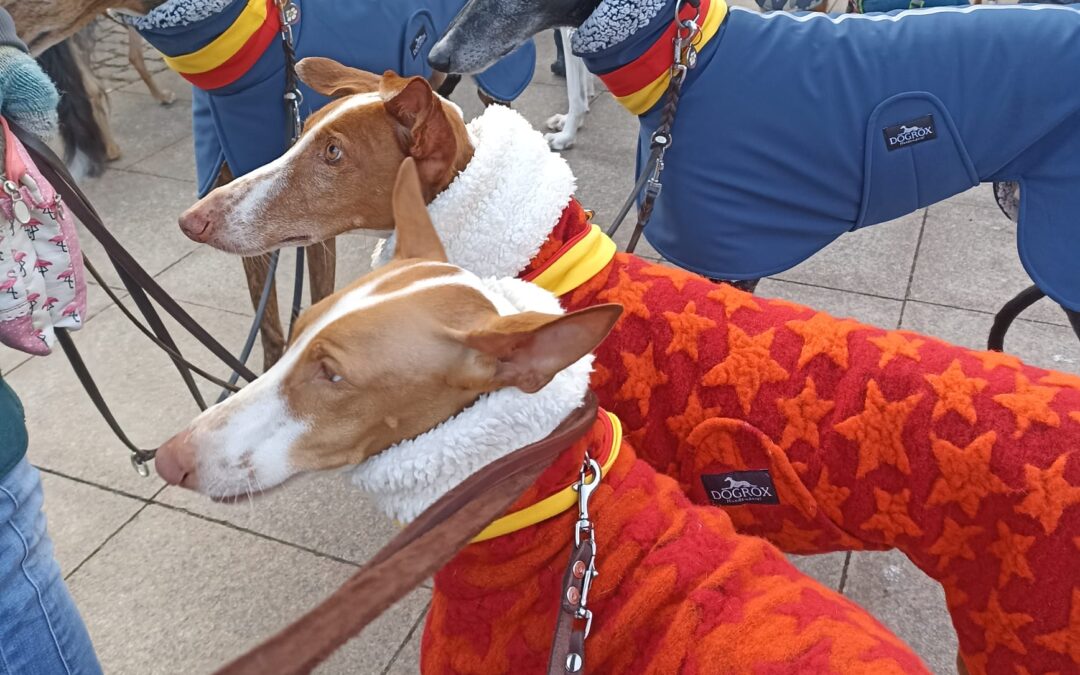 Dia del Galgo in Hamburg