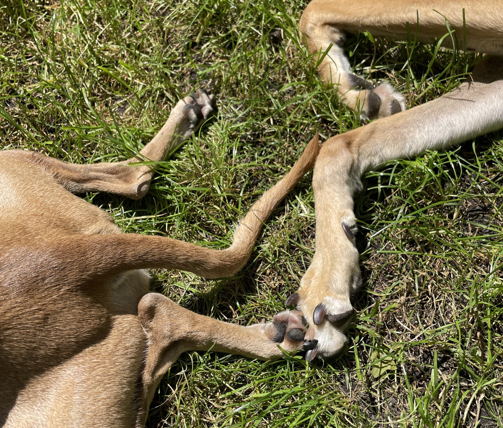 Warum Windhunde echte Verbindung verdienen!