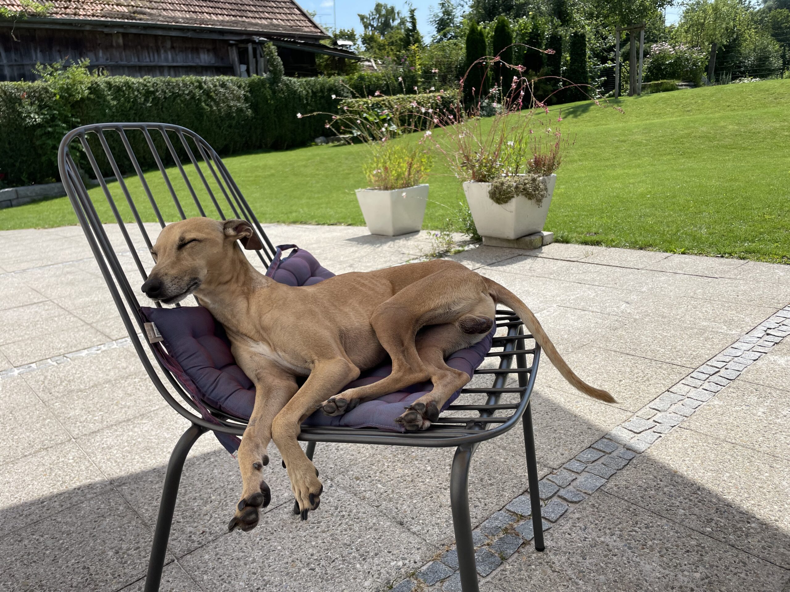Arthrose beim Windhund & Podenco